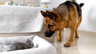 German Shepherd Shocked by a Kitten occupying his bed