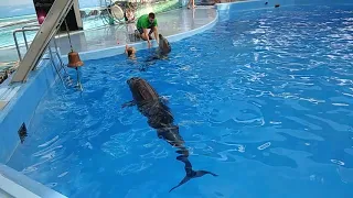 Краснодар Дельфины Дельфинарий Nemo