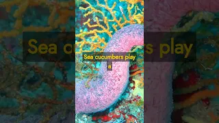 Uncovering Sea Cucumbers: The Incredible Invertebrates That Rule the Ocean Floor #shorts