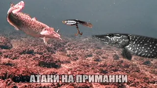 Рыбалка🎣 ЗРЕЛИЩНЫЕ АТАКИ Больших НАЛИМОВ и ЩУК на Цыкаду, Балансир, Живца🐟 Подводная съемка