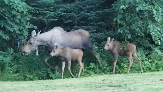 Best of Alaska ~ MAMA moose and TWINS visiting backyard