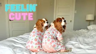 WHY DOGS NEED PAJAMAS // Cavalier King Charles Spaniel