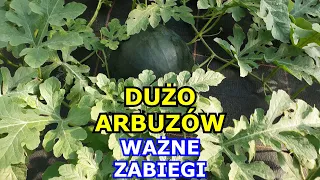 Chcesz mieć DUŻO ARBUZÓW - Wykonuj te Zabiegi - Zapylanie, Oprysk, Podlewanie, Nawożenie, Uprawa.