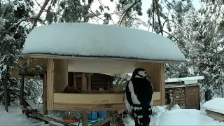Лесные птицы зимой