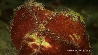 Learning To Sea – The Echinoderms