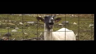 Taylor Swift - I Knew You Were Trouble (Taylor's Version) (Goat Version)