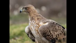 La Mancha húmeda.