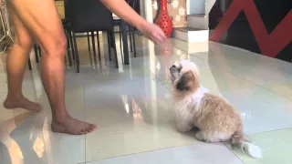 shih tzu puppy Bumble Bee doing many tricks @4mos