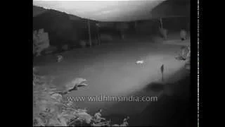 Leopard attacks and kills dog, on camera!