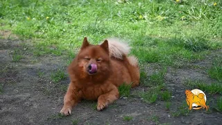 Спят ли карело-финские лайки? Are the Finnish Spitz sleeping?