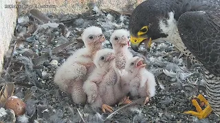 Osaka Peregrine Falcons/2024-04-20/ 8th feeding