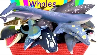 Awesome Sea Animals - Orca, Blue Whale, Grey Whale, Sperm Whale, Humpback Whale, Killer Whale 13+
