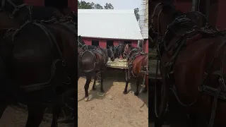 Amish auction and horses