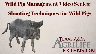 Shooting Techniques for Wild Pigs