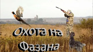 Охота на Фазана  2022.  Pheasant Hunting