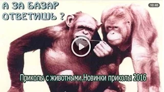 Приколы с животными Новинки приколы 2016.Смешное видео