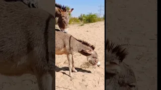 #donkeys #donkeys #donkeys #donkeys #shortsvideo |@MP2animals