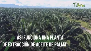 Así funciona una planta de extracción de aceite de palma parte 1  -  por Juan Gonzalo Angel Restrepo