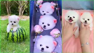 Tik Tok Chó Phốc Sóc Mini 😍 Funny and Cute Pomeranian #121