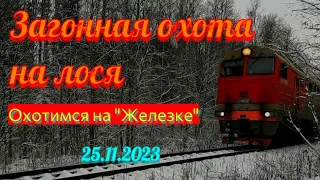 Загонная охота на лося.  Охотимся вдоль железной дороги.