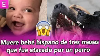 Muere bebé hispano de tres meses que fue atacado por un perro pitbull