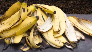 Bury Banana Peels in Your Garden and Watch What Happens