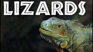 All About Lizards for Kids - Facts About Lizards for Children: FreeSchool