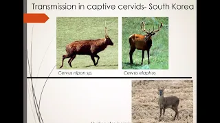 Chronic Wasting Disease (CWD) Prion Strains