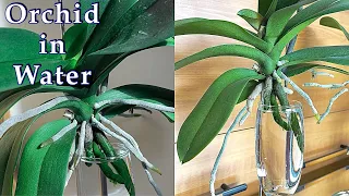 Secrets to Grow Orchid in Water