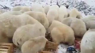 белые медведи на помойке