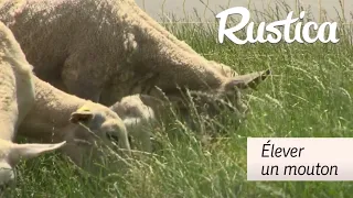 Élever un mouton pour tondre la pelouse