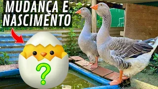 Nascimento de Pintinhos | Soltando Ganso Toulousse | Mudando galo co-shamo de Lugar | Aves Recriar