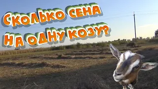 СКОЛЬКО КОРМА нужно на ОДНУ КАМЕРУНСКУЮ КОЗУ