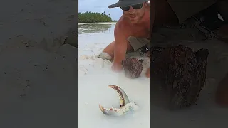 GIANT MUDCRAB Barehanded catch for ISLAND SURVIVAL
