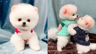 Cute and Funny Pomeranian Videos 109 #Shorts