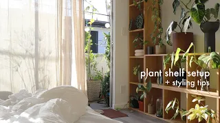 New Plant Shelves | clean setup, plant styling tips