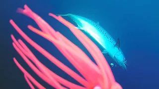 Unlimited Mackerel! EPIC Underwater Footage