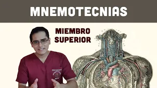 MUSCULOS DEL MIEMBRO SUPERIOR EN 7 MINUTOS: Mnemotecnias || Fabricio