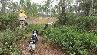 English Cockers Quail Hunting