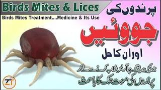 Mites & Lices In Birds And There Solution|Best Way To Treat Birds Mites|Birds Mites Removal Medicine