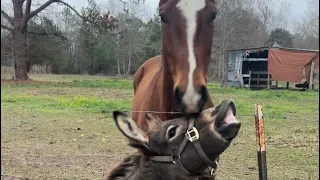 Neigh Neigh meets her new friend!!🥰