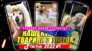 Нашi кумедні тварини з TikTok 2022 #1 | Доброго Вечора Ми з України | Funny animals