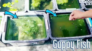 Natural Outdoor Guppy Fish Set-up (No Filter, No Airpump) Produce Massive Babies In Just 1 Day!!