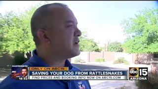 AZ man trains dogs to avoid harmful snakes