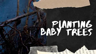 How to Plant a Baby Tree (Whips)