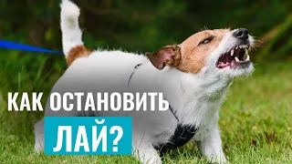 СОБАКА ЛАЕТ БЕЗ ПРИЧИНЫ? Лучшие упражнения ДЛЯ РАБОТЫ С ЛАЕМ