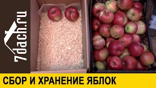 🍎 Как сохранить урожай. Собираем поздние яблоки. Способы закладки на хранение - 7 дач