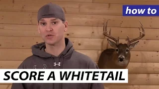 How to score a Whitetail Deer