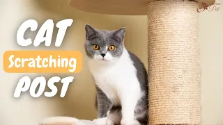 10 Tips to Train a Cat to Use a Scratching Post