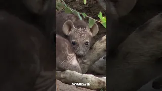 Ever seen Hyena cubs play like this?